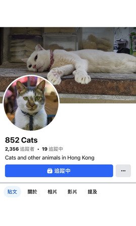 852 Cats 