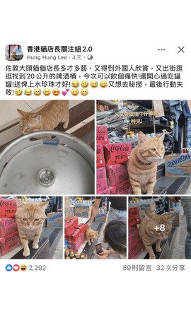 佐敦大頭貓貓店長多才多藝