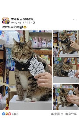 虎虎接受訪問