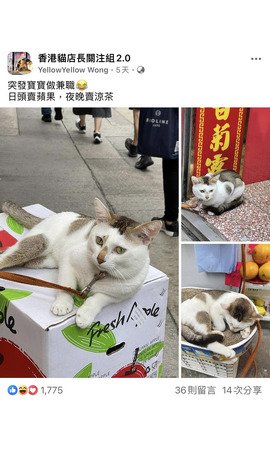 突發寶寶做兼職
