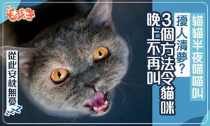 貓咪半夜喵喵叫好困擾？3招改變主子作息習慣　讓你一覺睡到天亮