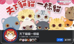 天下貓貓一樣貓